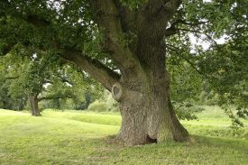 The Duke Prosper Oak, Belgium (photo by Jon-Paul Grandmont)