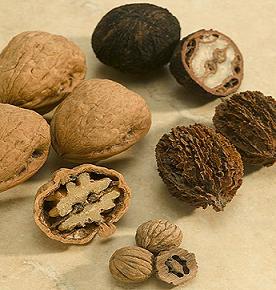 Little boys' walnut cache