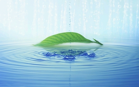 Green leaf on blue water
